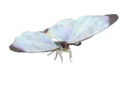 Mariposa morpho sulkowskyi
