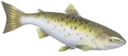 Salmón del atlántico