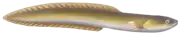 Anguila Europea