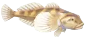 Pez Sculpin