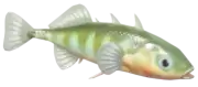 Pez espinoso de tres espinas