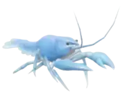 Cigala Azul Nórdica