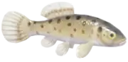 Umbra Krameri