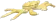 Cangrejo rey de oro