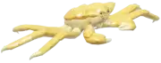 Cangrejo rey de oro