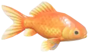 Pez Dorado