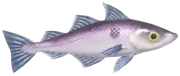 Eglefino