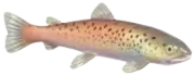 Salmón de Danubio