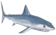 Tiburón Mako