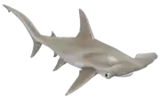 Tiburón Martillo