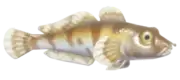 Pez Gobio