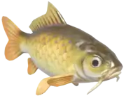Carpa Europea