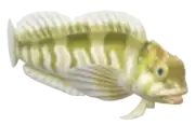 Blénido de río