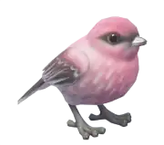 Camachuelo picogrueso