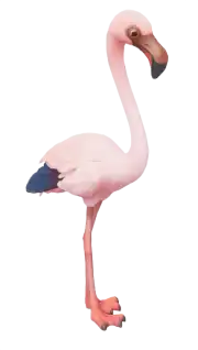 Flamenquito