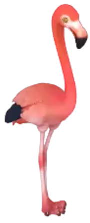Flamenco rojo