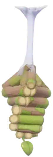Polilla Espiral