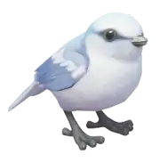 Herrerillo Azul