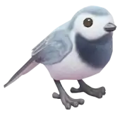 Lavandera Blanca