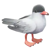 Charrán común