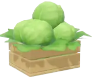 Lechuga