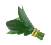 Mostaza silvestre