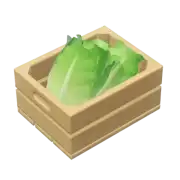 Lechuga Romana