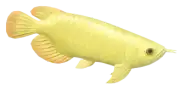 Arowana Dorada