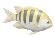 Pez Damisela
