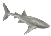 Tiburón Ballena
