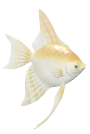 Pez Ángel 