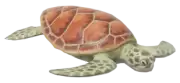 Tortuga Marina Verde