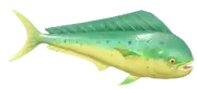 Dorado