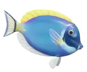 Cirujano Aleta Amarilla