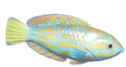 Lennardi Wrasse