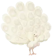 Pavo Real Blanco