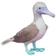 Piquero patiazul