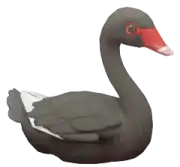 Cisne Negro