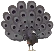 Pavo Real Negro