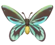 Mariposa alas de pájaro