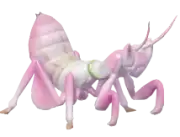 Mantis orquídea