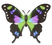 Mariposa graphium weiskei