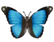 Mariposa morpho de ensueño