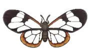 Mariposa de alas transparentes